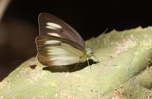 Appias lycinda eleonora